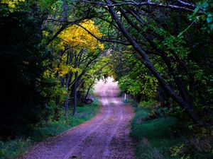 Preview wallpaper road, trees, leaves, forest, nature