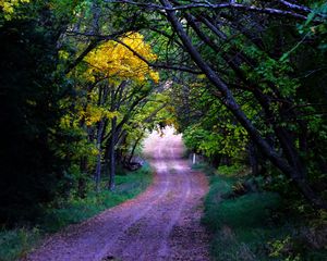 Preview wallpaper road, trees, leaves, forest, nature