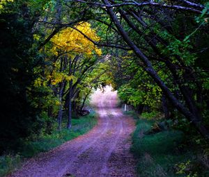 Preview wallpaper road, trees, leaves, forest, nature