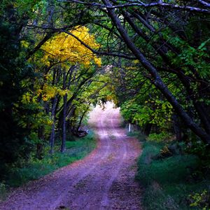 Preview wallpaper road, trees, leaves, forest, nature