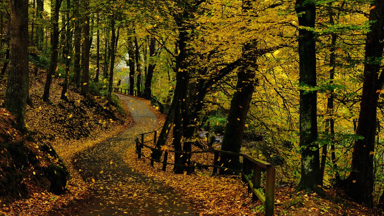 Wallpaper road, trees, leaves, autumn