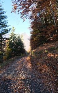 Preview wallpaper road, trees, leaves, autumn, mountain