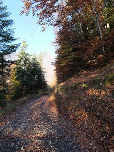 Preview wallpaper road, trees, leaves, autumn, mountain