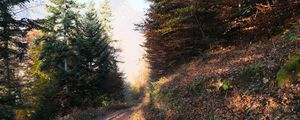 Preview wallpaper road, trees, leaves, autumn, mountain