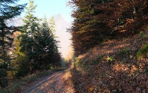 Preview wallpaper road, trees, leaves, autumn, mountain