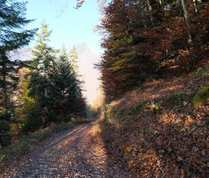 Preview wallpaper road, trees, leaves, autumn, mountain