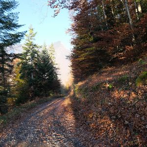 Preview wallpaper road, trees, leaves, autumn, mountain