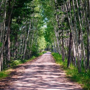 Preview wallpaper road, trees, light, nature, landscape