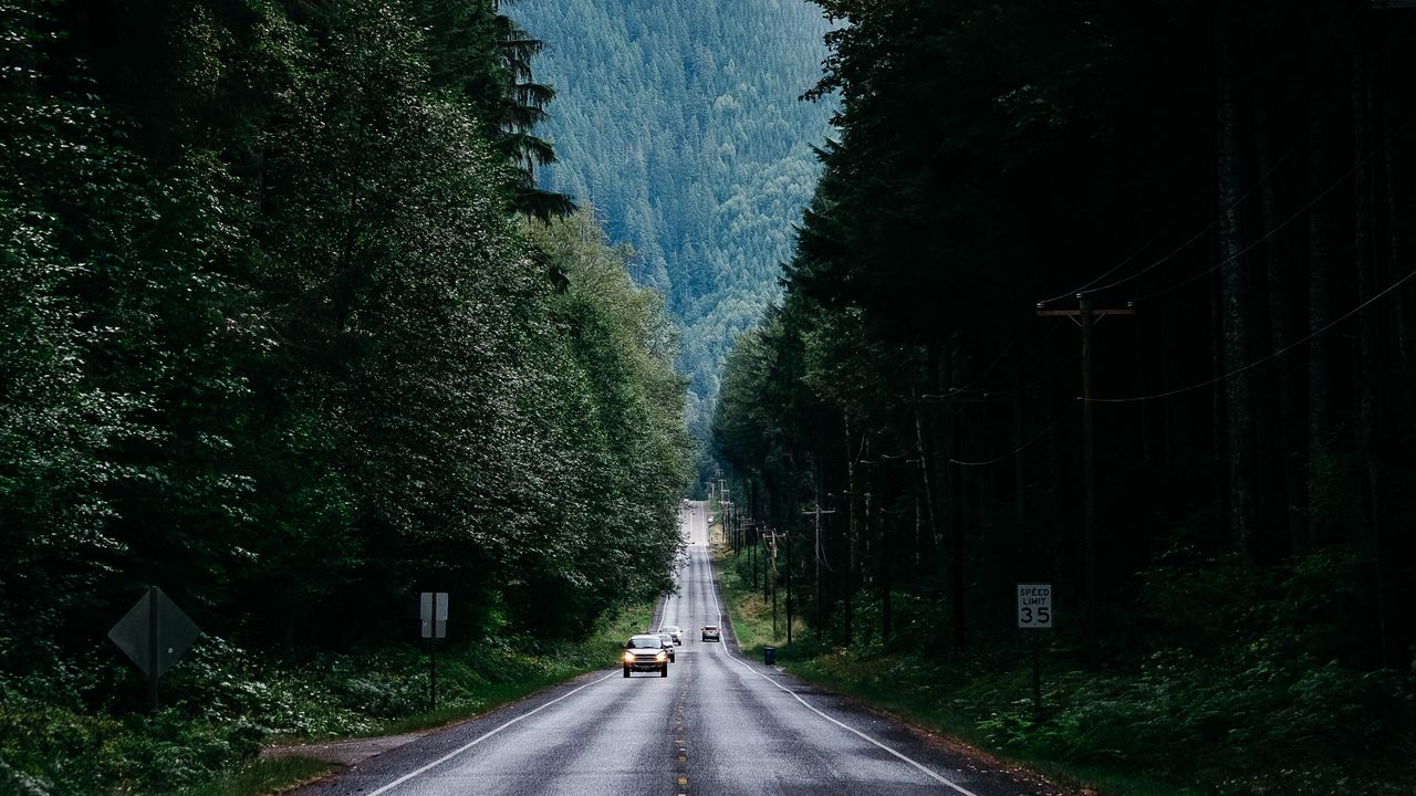 Wallpaper road, trees, marking, fog, forest, movement