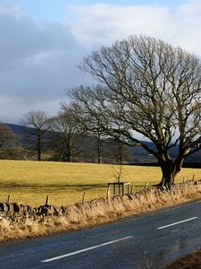 Preview wallpaper road, trees, marking, asphalt, stones, protection, clearly