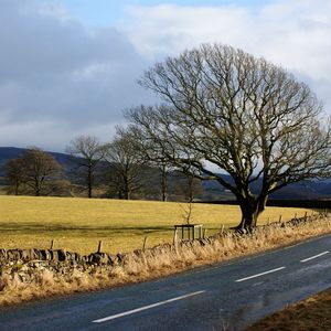 Preview wallpaper road, trees, marking, asphalt, stones, protection, clearly