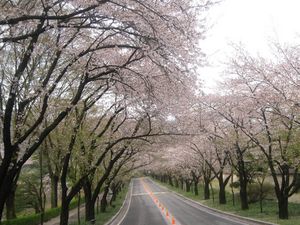 Preview wallpaper road, trees, marking