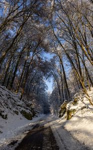 Preview wallpaper road, trees, nature, forest, snow, winter, landscape