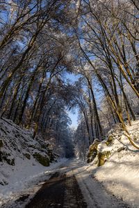 Preview wallpaper road, trees, nature, forest, snow, winter, landscape