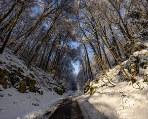 Preview wallpaper road, trees, nature, forest, snow, winter, landscape