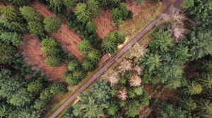 Preview wallpaper road, trees, nature, aerial view