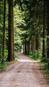 Preview wallpaper road, trees, path, forest