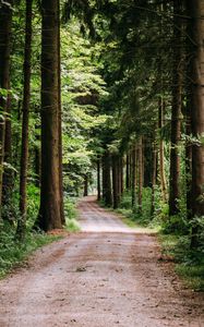 Preview wallpaper road, trees, path, forest