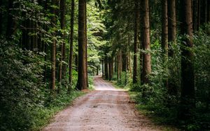 Preview wallpaper road, trees, path, forest