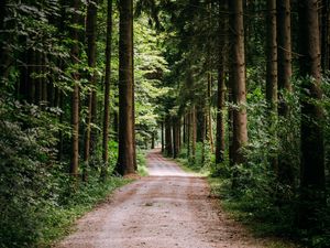 Preview wallpaper road, trees, path, forest