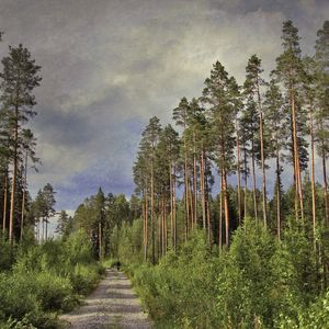 Preview wallpaper road, trees, pines, high, trunks, clouds, person, silhouette, cyclist