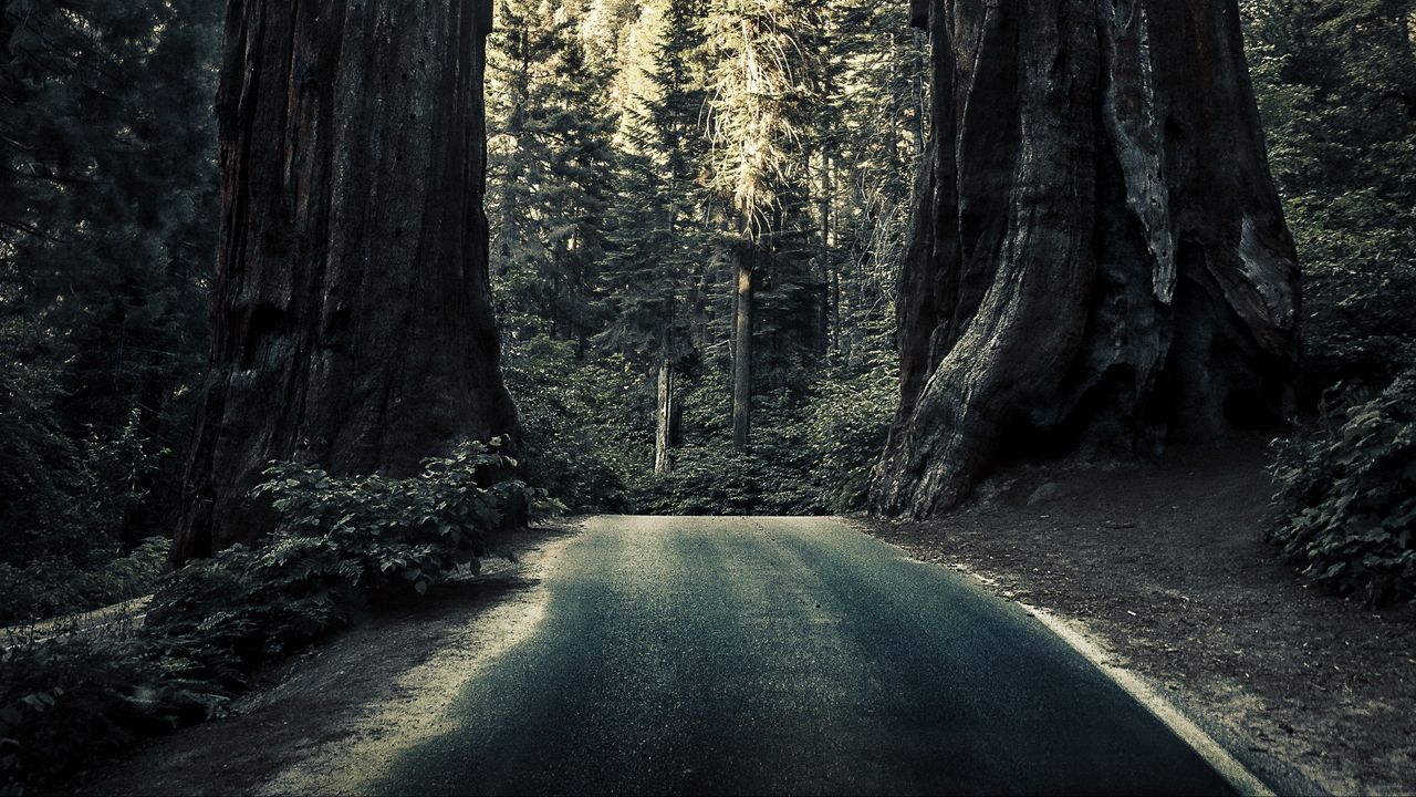 Wallpaper road, trees, sequoias, forest, nature
