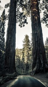 Preview wallpaper road, trees, sequoias, forest, nature