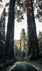 Preview wallpaper road, trees, sequoias, forest, nature