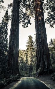 Preview wallpaper road, trees, sequoias, forest, nature