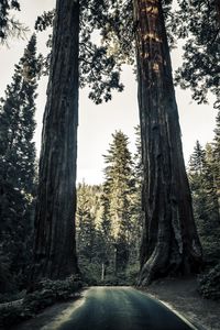 Preview wallpaper road, trees, sequoias, forest, nature