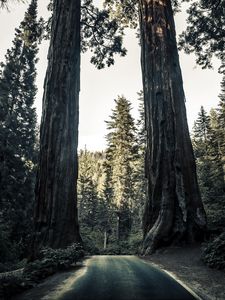Preview wallpaper road, trees, sequoias, forest, nature