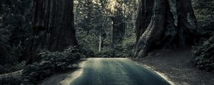 Preview wallpaper road, trees, sequoias, forest, nature