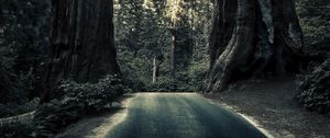 Preview wallpaper road, trees, sequoias, forest, nature