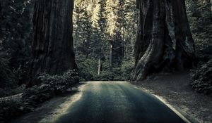 Preview wallpaper road, trees, sequoias, forest, nature