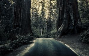 Preview wallpaper road, trees, sequoias, forest, nature