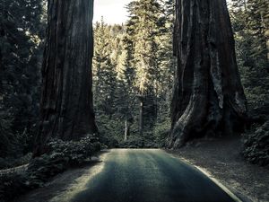 Preview wallpaper road, trees, sequoias, forest, nature
