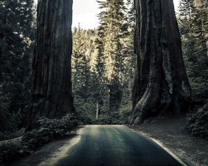 Preview wallpaper road, trees, sequoias, forest, nature