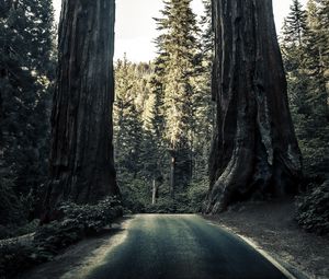 Preview wallpaper road, trees, sequoias, forest, nature