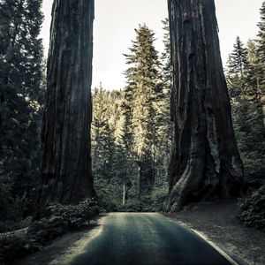 Preview wallpaper road, trees, sequoias, forest, nature
