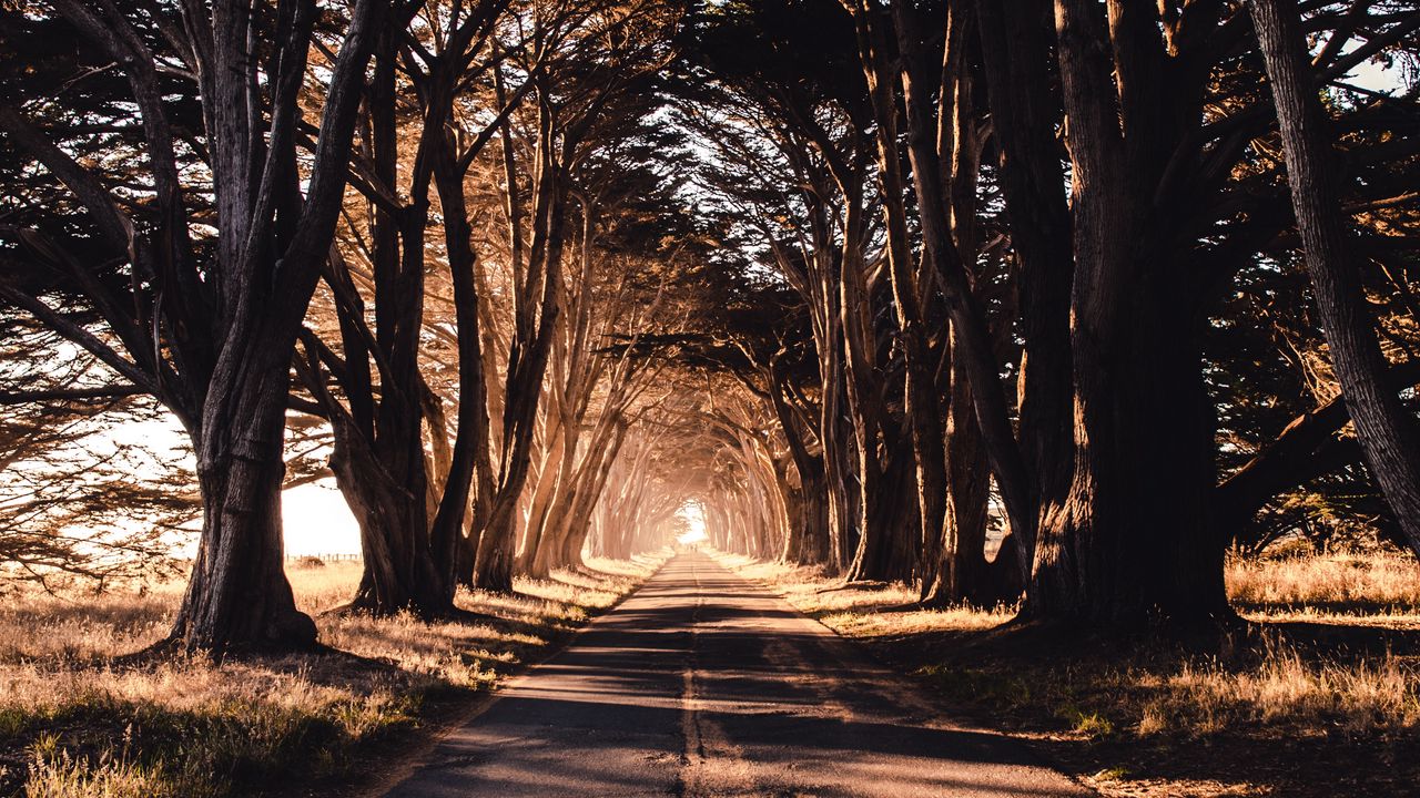 Wallpaper road, trees, shadow