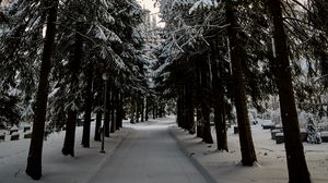 Preview wallpaper road, trees, snow, winter