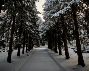 Preview wallpaper road, trees, snow, winter