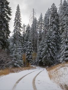 Preview wallpaper road, trees, snow, forest, winter