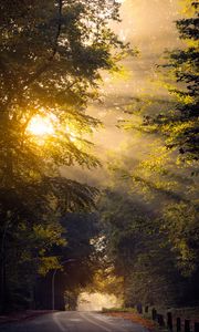 Preview wallpaper road, trees, sun, morning, nature