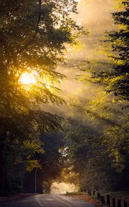 Preview wallpaper road, trees, sun, morning, nature