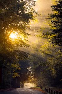 Preview wallpaper road, trees, sun, morning, nature