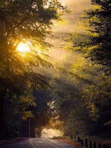 Preview wallpaper road, trees, sun, morning, nature