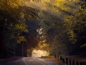 Preview wallpaper road, trees, sun, morning, nature