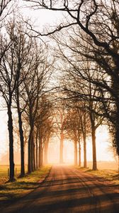 Preview wallpaper road, trees, sunlight, alley, nature