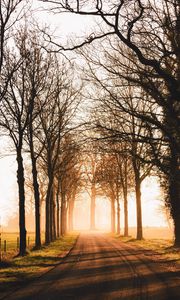 Preview wallpaper road, trees, sunlight, alley, nature